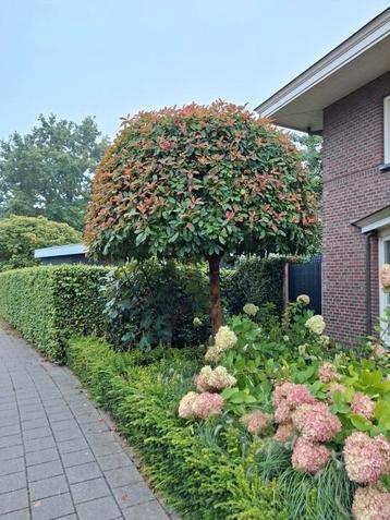 Photinia Fraseri 'red robin' op stam beschikbaar voor biedingen
