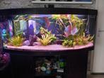 juwel vision 450 met discus vissen, Dieren en Toebehoren, Vissen | Aquaria en Toebehoren, Ophalen, Gebruikt, Gevuld zoetwateraquarium