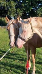 Lieve drachtige palomino merrie( Mc Jonnas), Dieren en Toebehoren, Paarden, Merrie, Gechipt, 7 tot 10 jaar, Onbeleerd