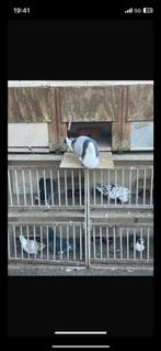 Donkerhok donkerhokken broedhok broedhokken, Dieren en Toebehoren, Vogels | Duiven, Meerdere dieren, Postduif