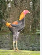 2 Oud Engelse vechters hanen grote variant, Dieren en Toebehoren, Ophalen