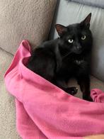 Katje gratis 2jaar oud., Dieren en Toebehoren, Kater