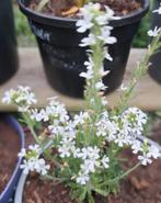 Zaden Erinus alpinus albus  rotsplant, Verzenden, Volle zon