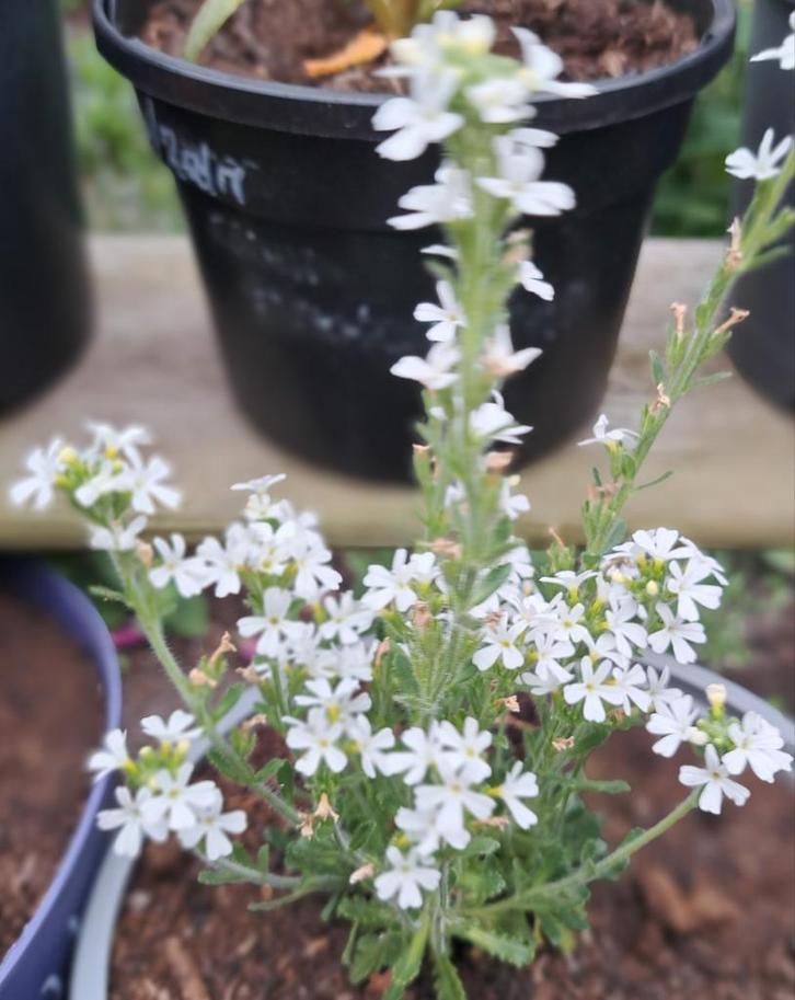 Zaden Erinus alpinus albus  rotsplant, Tuin en Terras, Bloembollen en Zaden, Volle zon, Verzenden