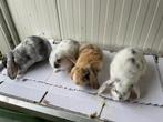 Schitterende Jonge Dwerg Hangoor Konijntjes, Dieren en Toebehoren, Meerdere dieren, Dwerg, Hangoor