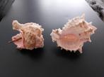 Set van twee schelpen, Ophalen, Schelp(en)