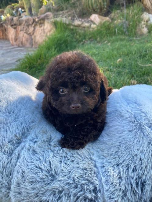 Heel klein minie toy teefje van 16 weken, Dieren en Toebehoren, Honden | Chihuahua's en Gezelschapshonden, Teef, Poedel, Particulier