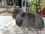 Franse Hangoren, Vrouwelijk, Groot, Hangoor, 0 tot 2 jaar