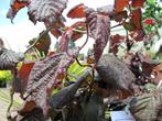 Rode treurhazelaar mooie en opvallende stamboom, Tuin en Terras, Planten | Bomen, Overige soorten, Lente, 100 tot 250 cm, Ophalen