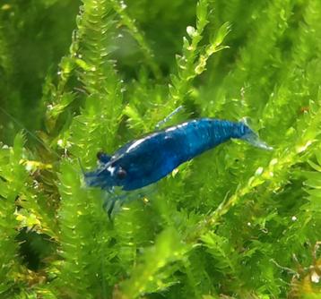 Te koop: Blue dream neocaridina garnalen  beschikbaar voor biedingen