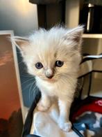 Ragdoll kittens, Dieren en Toebehoren, Katten en Kittens | Raskatten | Langhaar, Meerdere dieren