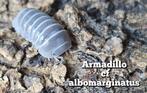 Armadillo cf albomarginatus, Overige soorten