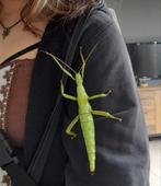 Eitjes van de Diapherodes Gigantea reuze wandelende tak, Dieren en Toebehoren, Insecten en Spinnen, Wandelende tak