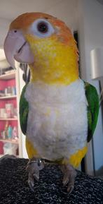 Supertamme Caique, Mannelijk, Papegaai, Geringd
