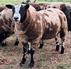 Mooie bonte rammen!, Dieren en Toebehoren, Schapen, Geiten en Varkens, Mannelijk, Schaap, 0 tot 2 jaar