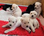 STAMBOOM ZWARTE EN BLONDE FIELDTRIAL LABRADOR PUPS VERWACHT, Dieren en Toebehoren, Honden | Retrievers, Spaniëls en Waterhonden