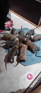 American bully xl pups, Dieren en Toebehoren, Honden | Bulldogs, Pinschers en Molossers, Overige rassen, 8 tot 15 weken, Meerdere