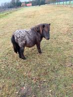 Zwart appalosa merrie, Dieren en Toebehoren, Pony's, Merrie, A pony (tot 1.17m), 0 tot 2 jaar