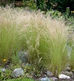 Stipa Ponytails | Mexicaans Vedergras | P9, Volle zon, Vaste plant, Siergrassen, Ophalen of Verzenden