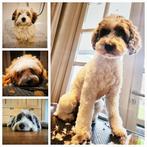 Honden trimmen vanaf 50 euro, Trimmen of Verzorging