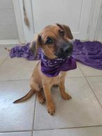 Minka – lief meisje uit Bosnië zoekt een warm thuis, Dieren en Toebehoren, Honden | Niet-rashonden, Particulier, Rabiës (hondsdolheid)