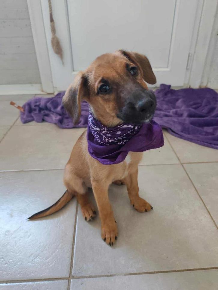 Minka – lief meisje uit Bosnië zoekt een warm thuis, Dieren en Toebehoren, Honden | Niet-rashonden, Middel, Teef, Particulier