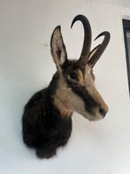Taxidermie Pyrenese Gems, Verzamelen, Dierenverzamelingen, Ophalen, Nieuw, Wild dier, Gewei of Kop