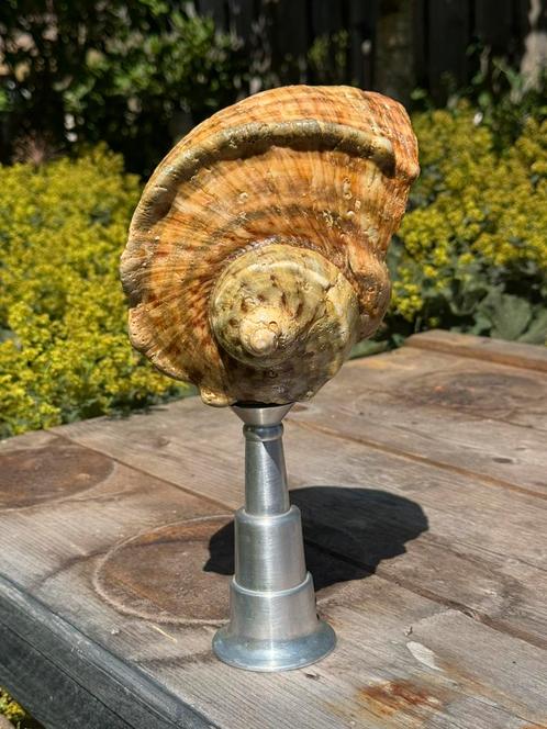 Enorme Turbo Marmoratus op alu sokkel, Verzamelen, Mineralen en Fossielen, Schelp(en), Ophalen of Verzenden