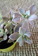 Prachtige Mother-of-Pearl, Graptopetalum paraguayense, Ophalen, Vetplant, In pot, Minder dan 100 cm