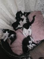 1 september kittens geboren Ik wil dat iemand ze adopteert, Dieren en Toebehoren, Katten en Kittens | Raskatten | Korthaar