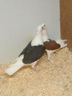 2 koppeltje,s kleurduif schild getekend bieden op alle vier, Dieren en Toebehoren, Meerdere dieren