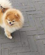 Pomeriaan bearface kerngezonde klein Teefje, Nederland, Overige rassen, Teef, Parvo