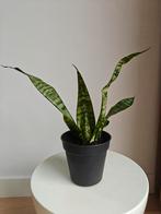 Sanseveria, Groene kamerplant, Ophalen, Volle zon, Minder dan 100 cm