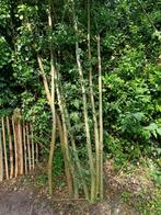 Knotwilgen - goed geworteld, Tuin en Terras, Planten | Bomen, Ophalen, Overige soorten