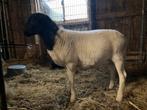 Dorper ram schaap, Dieren en Toebehoren, Schapen, Geiten en Varkens, Mannelijk, Schaap