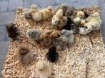 Zijdehoender usa/eu kuikens verwacht 26ste!, Dieren en Toebehoren, Pluimvee, Geslacht onbekend, Kip