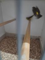 Mozambiqeu sijs man, Dieren en Toebehoren, Vogels | Overige Vogels, Mannelijk, Wildzangvogel