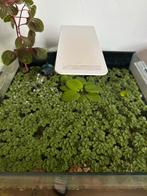 Salvinia Minima Drijfplanten aquarium, Dieren en Toebehoren, Ophalen of Verzenden, Zo goed als nieuw, Plant(en), Steen of Hout