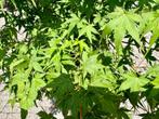 Acer palmatum - Japanse Esdoorn 150/175 cm te koop, In pot, Halfschaduw, 100 tot 250 cm, Overige soorten