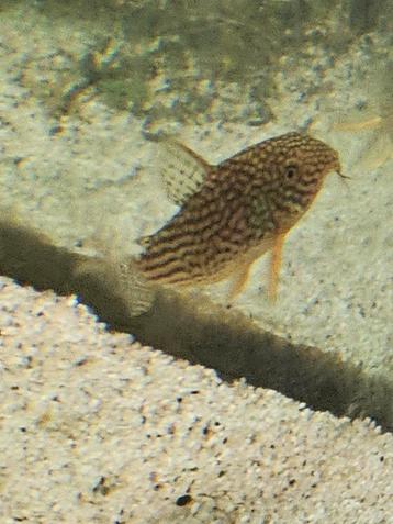 Corydoras Sterbai xl groep van 6 beschikbaar voor biedingen