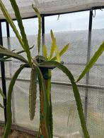 Dragon fruit planten varigated lime worth zeldzaam (pithaya), Ophalen, Zomer, Overige soorten, Volle zon