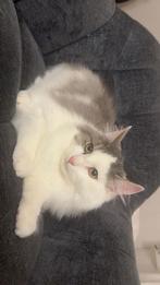 Kitten een kruising van perzische en britsekorthaar, Dieren en Toebehoren, Ophalen, Overig speelgoed