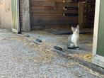 Boerderijkitten kitten kittens, Dieren en Toebehoren, Katten en Kittens | Overige Katten, Poes