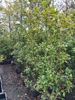 Ilex meserv. heckenfee, hulst met rode bessen! 125cm haag, Tuin en Terras, Ophalen of Verzenden, Hulst, Struik, 100 tot 250 cm