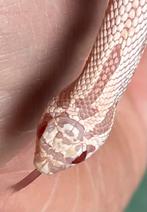 1.0 heterodon nasicus haakneus ALBINO SUPERARCTIC CONDA, Dieren en Toebehoren, Reptielen en Amfibieën, Slang, 0 tot 2 jaar