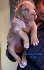 bully xl pups tri color en merle, Dieren en Toebehoren, Honden | Bulldogs, Pinschers en Molossers, Overige rassen, CDV (hondenziekte)