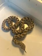 Western hognose haakneus, Dieren en Toebehoren, Reptielen en Amfibieën, Slang