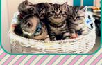 ️❤️Prachtige britse korthaar kittens met Stamboom❤️, Dieren en Toebehoren, Katten en Kittens | Raskatten | Korthaar, Meerdere dieren