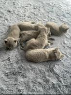 Prachtige britse kittens geboren!, Dieren en Toebehoren, Kater, Ontwormd