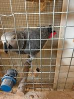 Grijze roodstaart 2010, Dieren en Toebehoren, Vogels | Parkieten en Papegaaien, Mannelijk, Papegaai, Geringd